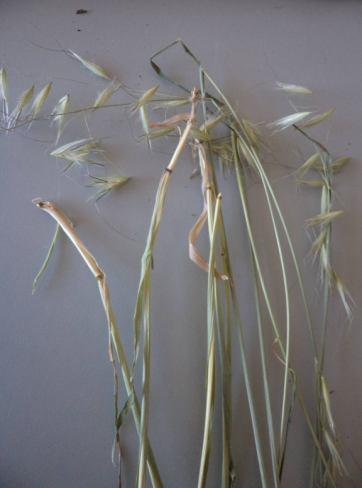 Albugo cinsi, Türkiye de yapılmış olan daha önceki çalışmalarda birçok bitki türü üzerinde kaydedilmiş olup, Poaceae familyası