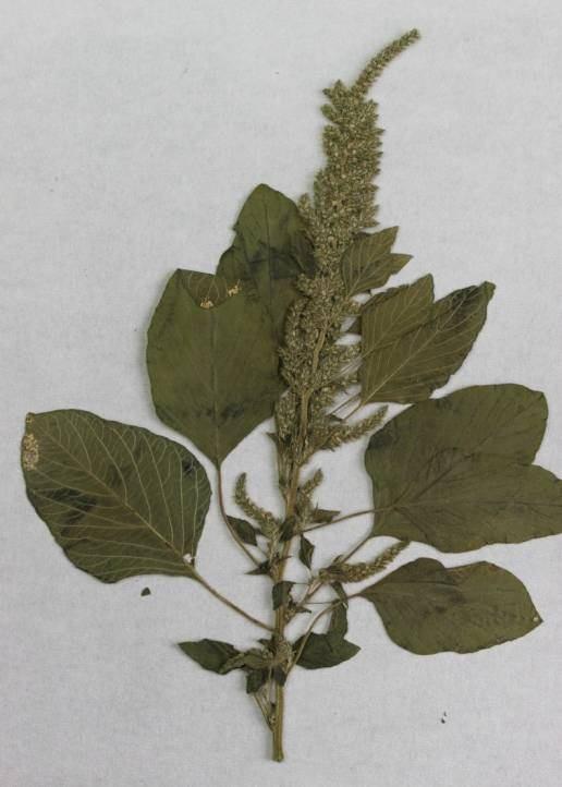 a 10 µ b Şekil 4.4 : a. Amaranthus retroflexus L. üzerinde Wilsoniana bliti nin oluşturduğu soruslar; b. Wilsoniana bliti nin oosporları.