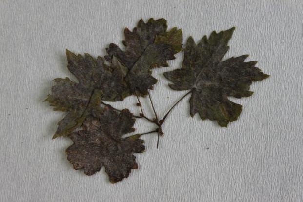 GENUS: UNCINULA 4.2.21. Uncinula necator var. necator (Schwein.) Burrill Konukçu: Vitis vinifera L. Lokalite: C2 Denizli, Cankurtaran Mahallesi, İlköğretim Okulu karşısı, 11.10.2010, S.Öztürk, 1233.