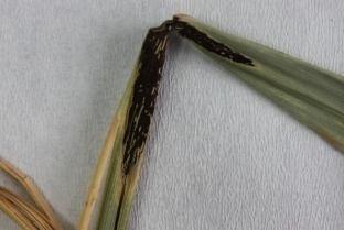 Teliosporlar genellikle saplı, koyu zeytuni-kahverengi renkli, 43-60 x 16-21 µm boyutlarındadır (Şekil 4.29). a b 70 µ. Şekil 4.29 : a.