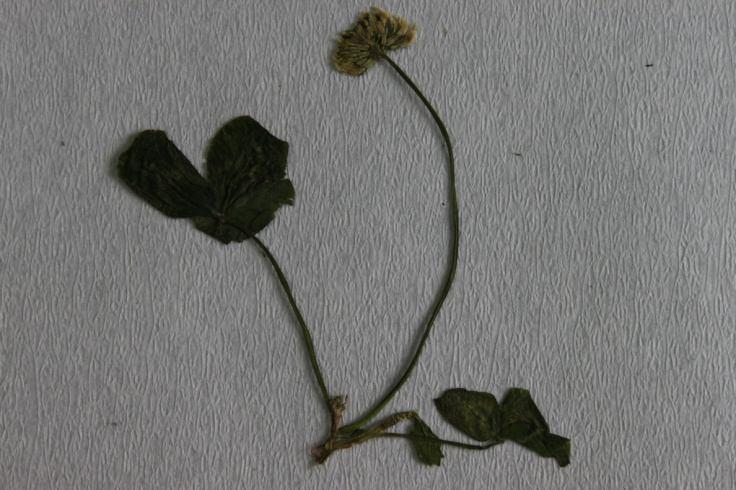 a 30 µ b Şekil 4.30 : a. Trifolium repens üzerinde Uromyces trifolii-repentis in oluşturduğu nekrozlar; b.