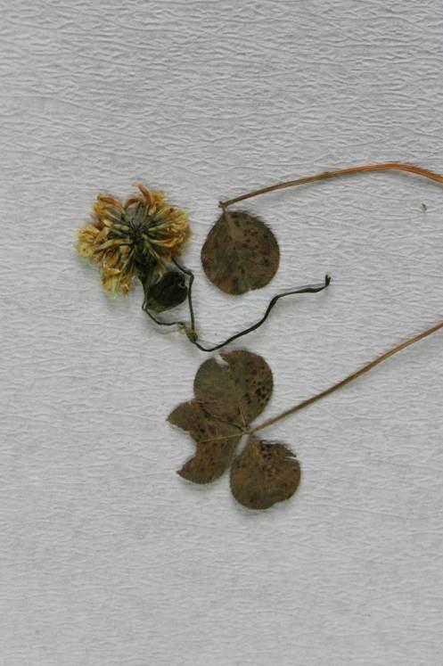 a 70 µ b Şekil 4.33 : a. Trifolium repens üzerinde Collectotrichum trifolii nin oluşturduğu nekrozlar; b.