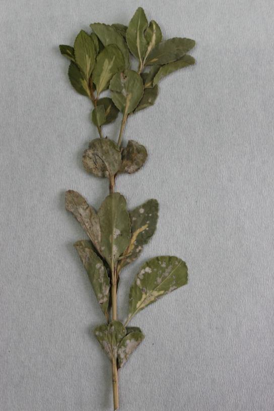 a 30 µ b Şekil 4.34 : a. Euonymus japonica var. aurea üzerinde Marssonina sp. nin oluşturduğu misel örtüsü; b. Marssonina sp. nin konidiumları. Marssonina cinsi daha önce Bremer ve diğ.