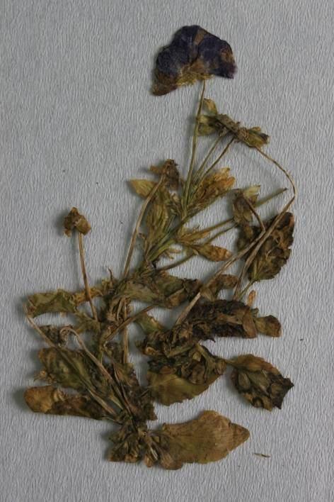 a 30 µ b Şekil 4.40 : a. Viola sp.üzerinde Alternaria violae nin oluşturduğu nekrozlar; b.