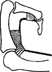 Başparmağın metakarpofalangeal ekleminde intrinsik kaslar da önemli motor güç oluştururlar. M. flexor pollicis brevis özellikle sadece bu eklemin müstakil fleksiyonundan sorumludur.