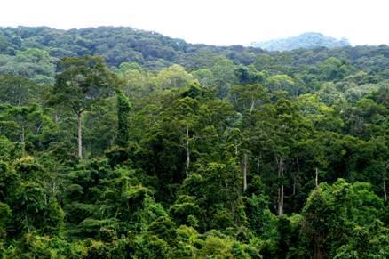 Tartışma ve sonuç Qurcus branthii L. meşe ekosistemi Tropikal yağmur ormanları Quercus branthii orman ekosisteminde yılda hektarda bağlanan 5.5 ton CO2 miktarı ile yaklaşık 3.