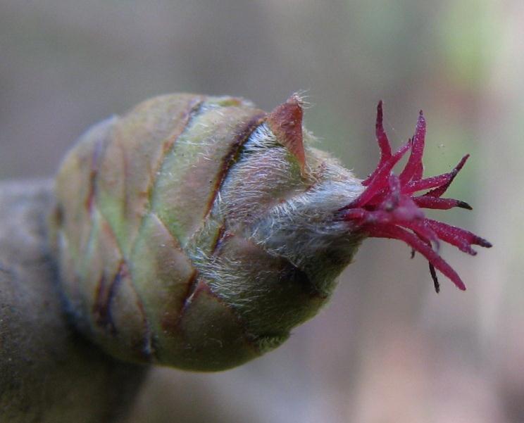 Corylus (Fındıklar) Kuzey yarımkürenin ılıman ve serin yerlerinde yetişen 15 kadar türü olup, bunlardan iki tanesi (Corylus avellana ve C.colurna) ülkemizde doğal olarak yetişmektedir.