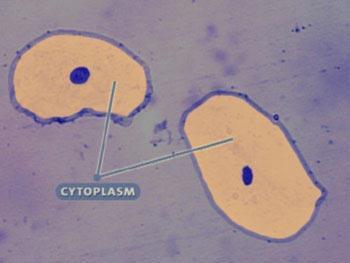 2) Sitoplazma Hücrenin içini dolduran sıvıdır. İçinde inorganik ve organik maddeler vardır. Ayrıca görevleri birbirinden farklı olan organeller de bulunur.