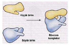 Protein sentezi sırasında alt birimler birleşir ve ribozom görevini yerine getirir.