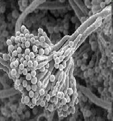 Mikroorganizmalar, çıplak gözle görülemeyecek kadar küçük ve tek hücreli canlılardır.
