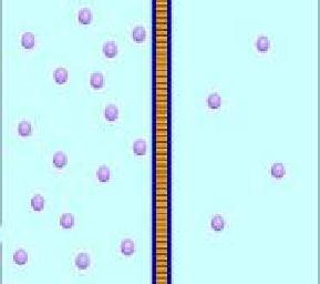 Hücre duvarının yapısı ve özellikleri Kimyasal olarak, bakteri hücre duvarı; peptidoglikan(murein) adı verilen makromolekül ağıdır.