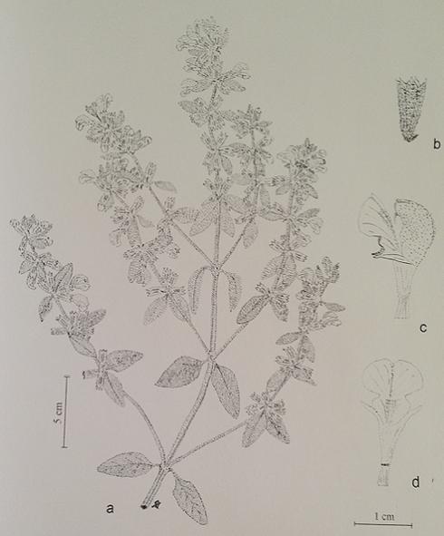 13 Şekil 2.2. P. nissolii nin habitus şekli ve çiçek yapısı [35].