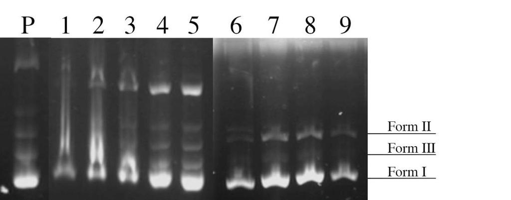 44 4.4. DNA ya Bağlanma ve Kesme Aktivitesi P. nissolii nin metanol özütü DMSO da çözülerek 100 mg/ml konsantrasyonda hazırlanarak pbr322 plazmid DNA üzerinde etkisi araştırılmıştır.