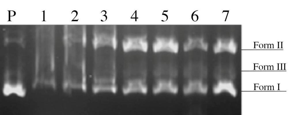 45 Resim 4.16. Kontrol (P), metanol özütü (1-7), 48 saat inkübasyon Metanol özütü plazmid DNA ile 48 saat inkübasyona bırakılmıştır.