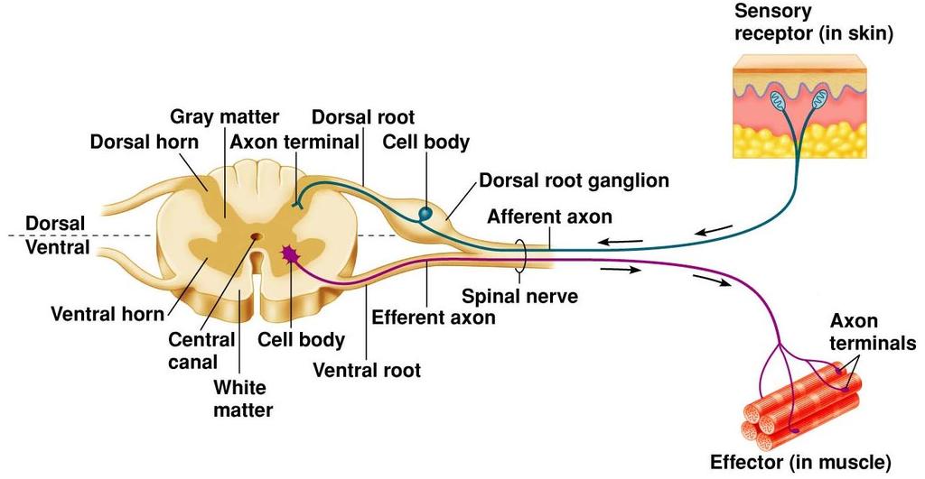 Periferik Sinir Sistemi (PSS) Periferik sinir sistemi 43 çift sinirdir. (12 çifti kafa, 31 çift ise spinal sinirler).