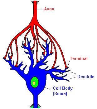 Sinir hücresine mesaj getiren sinir lifine dentrit adı verilir.