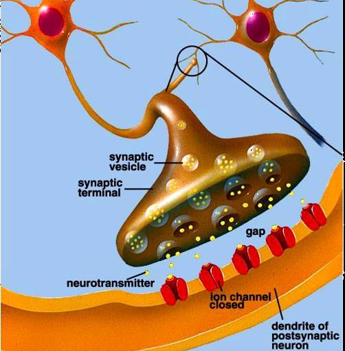 Nörotransmitter Nörotransmitter adı verilen kimyasal bilgi aktarıcılar, reseptörler