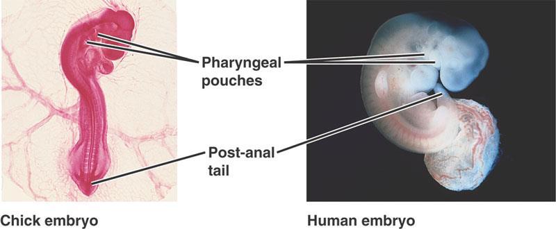 Karşılaştırmalı embriyoloji Civciv embriyosu İnsan embriyosu