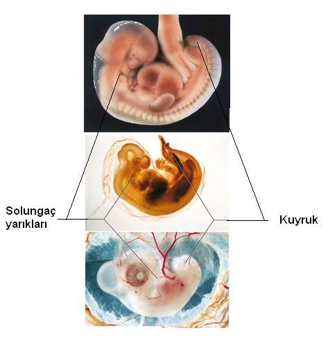 Embriyolojik benzerlikler: Bazen ergin organizmalarda belirgin olmayan
