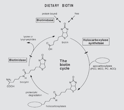 BİYOTİN= H vitamini 4 karboksilaz enziminin kofaktörü (Asetil-KoA, piruvat, propionil, 3-metilkrotonil-KoA ) Biyotin enzime bağlanır, enzimin işi tamamlanınca,