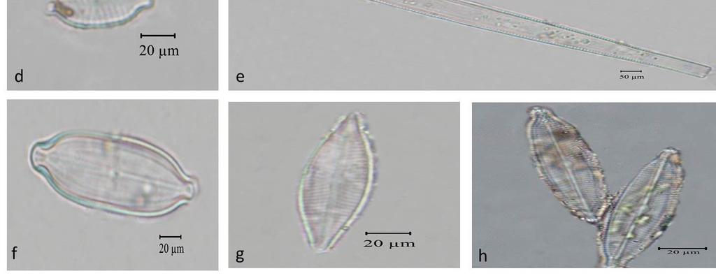 rhynchocephala c) Navicula schadei d)