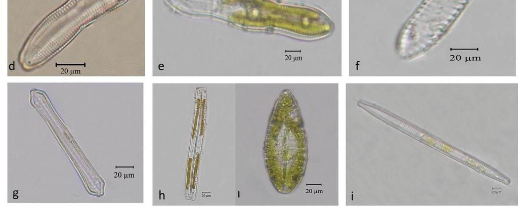 e) Pinnularia britannica f) Surirella angusta g)