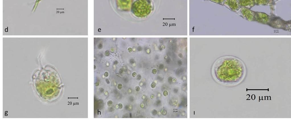 e) Asterococccus superbus f) Bulbochaete alabamensis g)