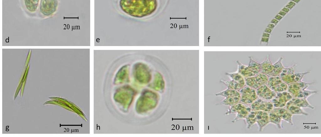 Gloeocystis vesiculosa f) Microspora pachyderma g)