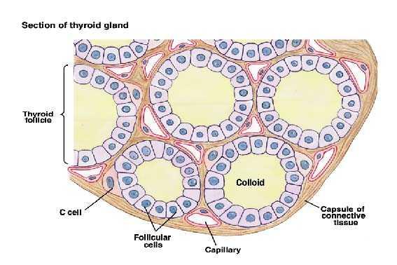 Follicles Are the Sites Where Key Thyroid Elements Function:
