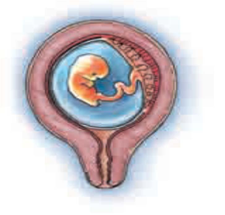 Fetus 2 aylık Plasenta Plasentanın fetus tarafı