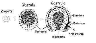 Morula evresindeki embriyonun iç kısmındaki hücreler kenara doğru göç eder ve içi boş olan bir yapı oluşur.