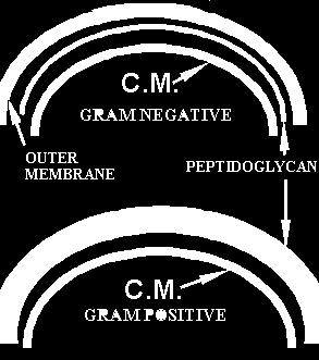 Gram (+) lerde peptidoglikan tabaka çok kalındır, % 50-90 oranında bulunur.