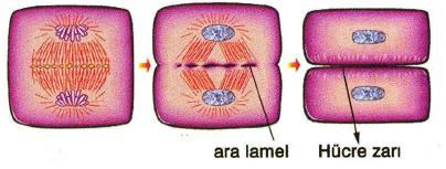3- Sitoplazma Bölünmesi Sitoplazma bölünmesi bitki ve hayvan hücresinde farklı şekilde gerçekleşir.