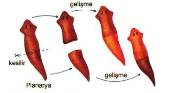 Bir bitkinin kök, gövde ve yaprağından o bitkiyle aynı kalıtsal yapıda yeni bitkinin yetiştirilmesidir. Gül, kavak, söğüt, patates, çilek gibi bitkilerin üretilmesinde kullanılır.