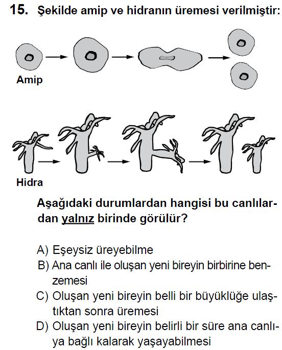 Cevap A Seçeneği Çözüm: Soru-5-2012 SBS Amip ve hidranın üremesi mitoz bölünme sonucunda olan eşeysiz bir üremedir.