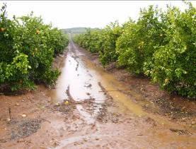 Fruit processor Bottler Retailer