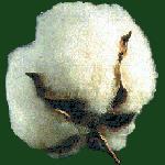 Linterleme (Delinting) Pamuk tohumu lints (8-12%) Kabuk (40-45%) Delinting proces Pamuk tohumunda