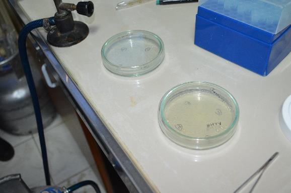 Antibakteriyel aktivitenin test edilmesi Şekil 5. Bakteri kültürü ortamı Birinci aşamada hazırlanan DMSO-özüt çözeltisi çapı 6mm olan diskler üzerine aşağıda belirtilen ölçülerde emdirildi.