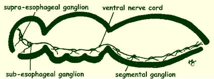 Suboesophageal ganglion ve sindirim sisteminin altında yer almış, vücut boyunca uzanan bir Sinir kordonu n dan ibarettir.