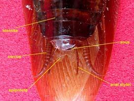 normal yüzeyinden biraz yükselmiş veya biraz içeriye yerleşmiş, ufacık kubbe şeklinde kitinsel bir yapı ile üzeri kaplıdır.