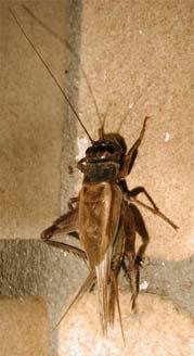 Gryllidae ve Gryllotalpidae familyalan ile Tettigoniidae ve buna çok yakın akraba familyaların tympanal organları birinci çift bacağın tibia kısmında ve iki yanlarındadır.