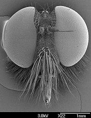 İşçi karıncalarda 100-600, dişilerinde 200-830 ve erkeklerinde 400-1.200 facet bir gözü meydana getirir. Musca'da 4.000, lepidopter'lerde 12.000-17.000 facet mevcuttur.