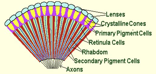 Fakat, bunlarda corneagen tabakası altında dört saydam hücrenin bir araya gelmesi ile teşekkül eden bir Kristal koni (Crystalline conus) vardır.