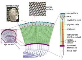 Retinula, ommatidiumun taban kısmını oluşturur ve yedi adet, pigmentli görme hücresinden yapılmıştır; bu hücreler hep birlikte, iç tarafta, bir çubuk (Rhabdom) meydana getirirler ve bu sebeple görme