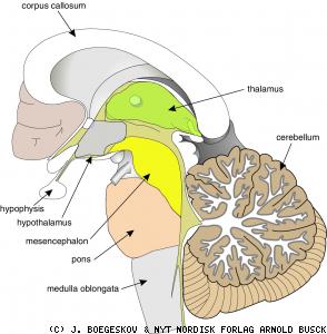 RHOMBENCEPHALON 1.MYELENCEPHALON (Medulla Oblongata=Bulbus) Beyin sapının omurilikle birleşen en alt kısmıdır. Beyin ve omurilik arası bağlantıyı sağlar.