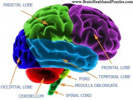 METENCEPHALON (Pons ve Cerebellum) Cerebellum (Beyincik) un görevleri: 1. Dengenin (postur) sağlanmasına etki, 2.