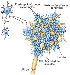 2. GLİA HÜCRELERİ Glia hücreleri; destek yapı oluşturma, besin maddelerini nöronlara ulaştırma, artık maddeleri kan dolaşımı