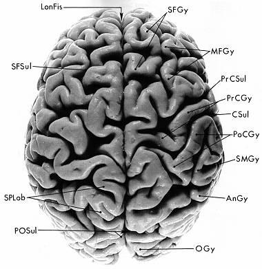 TELENCEPHALON Beyin, yumurta şekline benzer iki (sağ ve sol) yarım küreden (hemispherium cerebri) meydana gelmiştir.