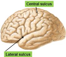 Her bir beyin yarı küresi beş loba ayrılarak incelenir. Bunlardan sonuncusu hariç diğerleri komşu oldukları baş iskeleti kemiklerinin isimlerine göre; 1. Lobus frontalis, 2. Lobus parietalis, 3.