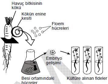 Bu olaylardan hangilerinin gerçekleşmesi, yüksek kan basıncının normal düzeyine geri dönmesini sağlar? D) I ve II E) II ve III 7.